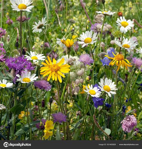 Wildblumenwiese Blumenwiese Fotograf A De Stock Panthermediaseller