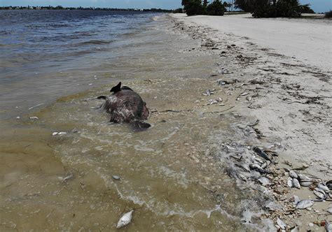 Red Tide In Miami Map Of Florida Beaches Impacted By Toxic Algae Grows Newsweek