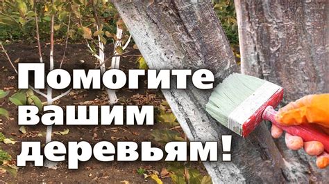 ОСЕННЯЯ ПОБЕЛКА ДЕРЕВЬЕВ. ОТЛИЧНЫЙ РЕЦЕПТ. Побелка не смоется до весны ...