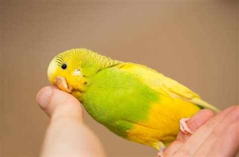 Yellow and Green Female Budgerigar, Parakeet Stock Image - Image of ...