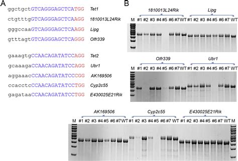 One Step Generation Of Mice Carrying Mutations In Multiple Genes By Crisprcas Mediated Genome