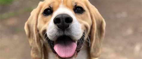 Dog Habits Dogs Evolution