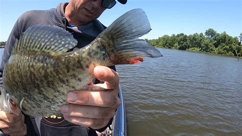 May 2020 Lake Fork Tx Big Crappie With Andy Lehman Of Acc Crappie Stix