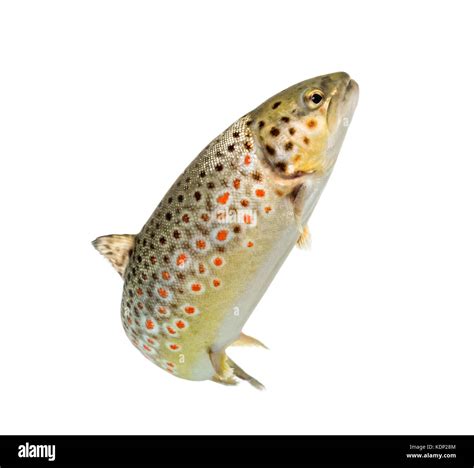 Brown Trout Swimming Isolated On White Stock Photo Alamy