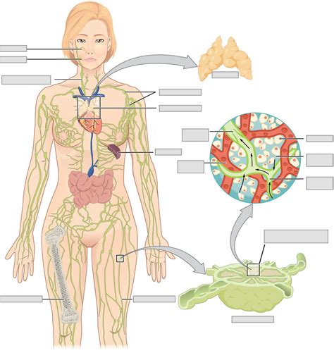 Lymphatic System Diagram Quizlet