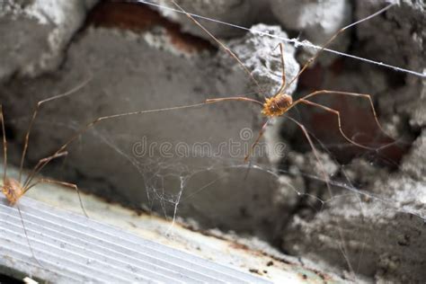 1850 Spiders House Stock Photos Free And Royalty Free Stock Photos