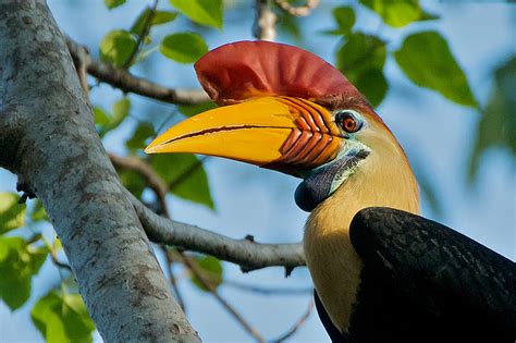 Red-Knobbed Hornbill | Sean Crane Photography