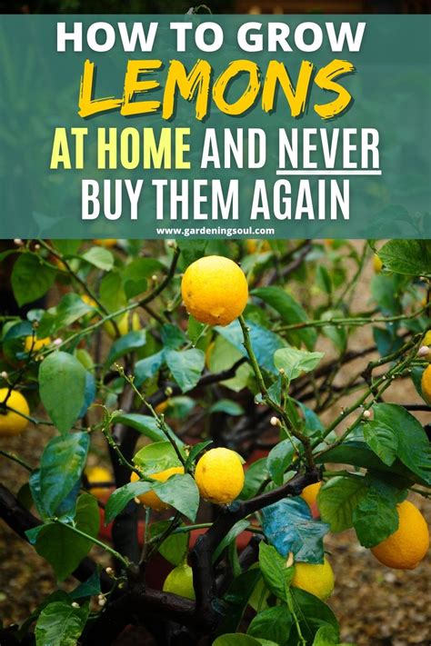 How To Grow Lemons At Home And Never Buy Them Again In 2020 How To Grow Lemon Plants Inside