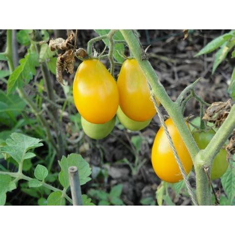 Golden Roma Tomaten Samen Preis