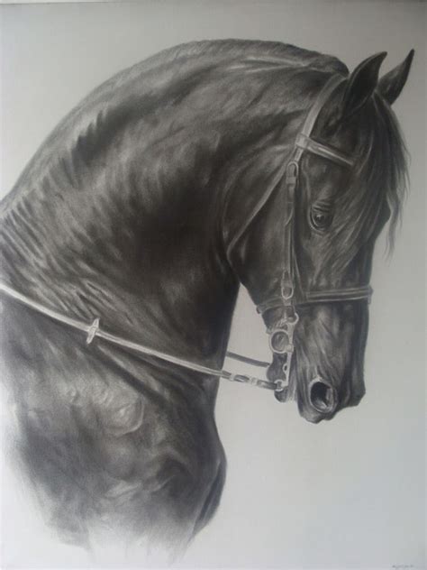 Caballos Caballos De Paso Fino