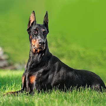 Perro dóberman la verdad de esta raza de perro Foto 1