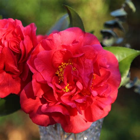 October Magic® Ruby™ Camellia Camellia Sasanqua Green 02 003