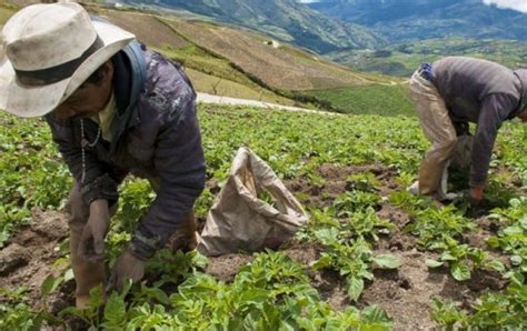 Medianos Y Peque Os Productores Suman Esfuerzos Para Vencer Bloqueo