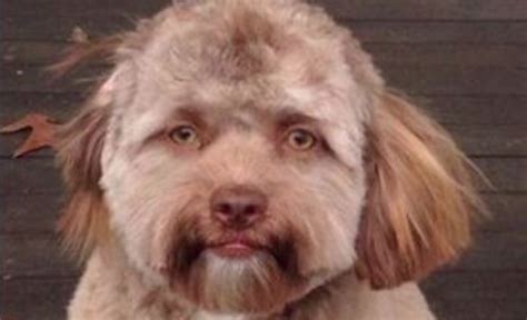 Human Faced Dog Know Your Meme