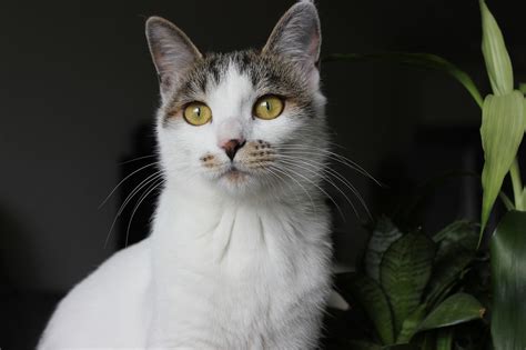 超过 20000 张关于 Fel D1 Cat”和 Cat”的免费图片 Pixabay