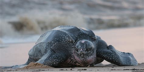 Leatherback Dermochelys Coriacea