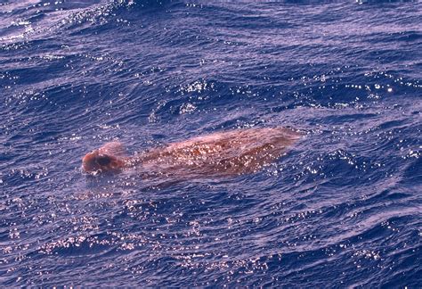 Achados Do Mar Dos A Ores Uma Tartaruga No Meio Do Canal Faial Pico