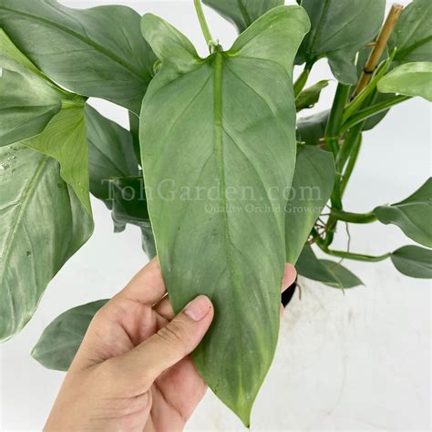 Philodendron Silver Queen Toh Garden Singapore Orchid Plant