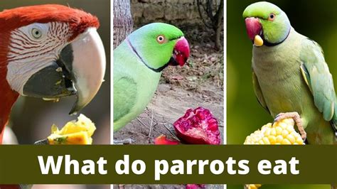 20 True Parrot Facts True Parrot Classifications Food Lifespan