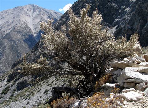 Big Pine Creek North Fork Trail • Calwild