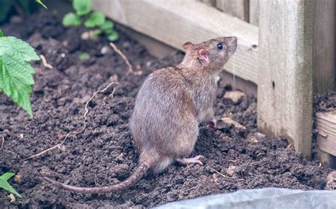 Ratten Im Garten Bek Mpfen Ohne Gift Haus Garten Profi