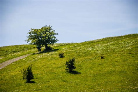 Fondos De Pantalla Luz De Sol Paisaje Colina Naturaleza C Sped