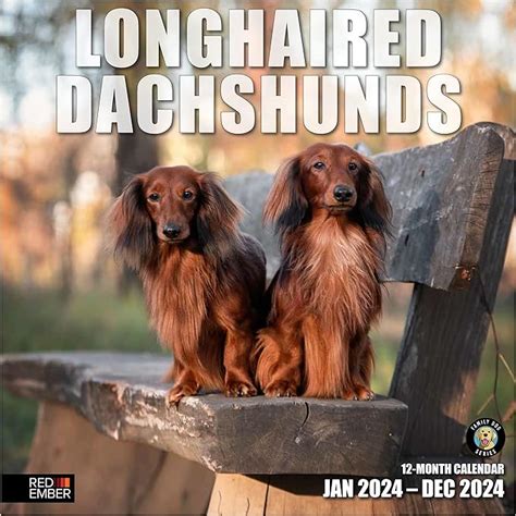 Amazon Red Ember Longhaired Dachshunds Hangable Monthly Wall