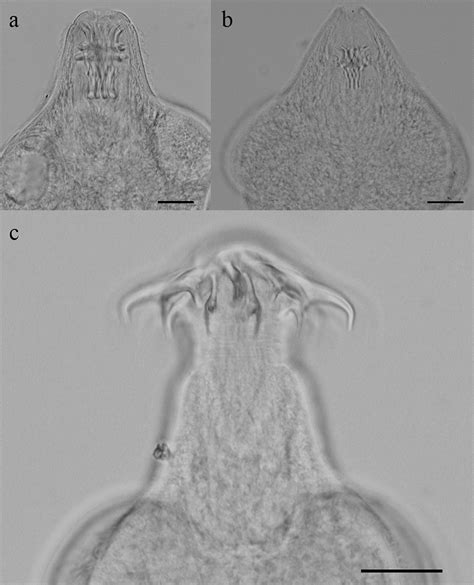 Helmintos Del Pez Anual Millerichthys Robustus Teleostei Rivulidae