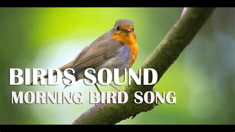 Birds Sound Morning Bird Songs For Relaxation Nature Music For