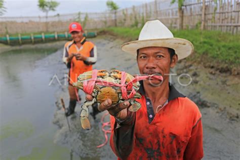 BUDIDAYA KEPITING BAKAU | ANTARA Foto