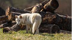 Gray Wolf Size The Disturbing Trend Affecting Their Growth