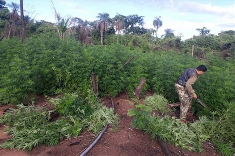 Paraguai Destr I Toneladas De Maconha Em Opera O No Interior