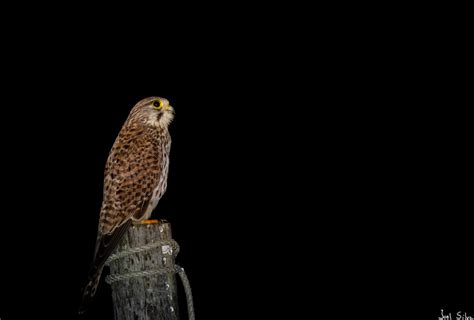 Peneireiro Comum Common Kestrel Falco Tinnunculus Flickr