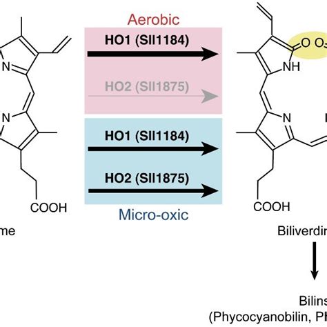 Tetrapyrrole Biosynthesis Pathway The Four Classes Of Tetrapyrroles