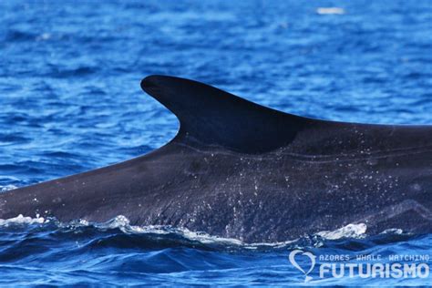 Fin whale fact sheet - Azores Whales