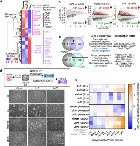 Distinct Na Ve Primed Pluripotency Phenotypes Are Supported By