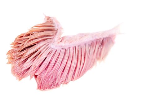 Fish Gill Stock Photos, Pictures & Royalty-Free Images - iStock