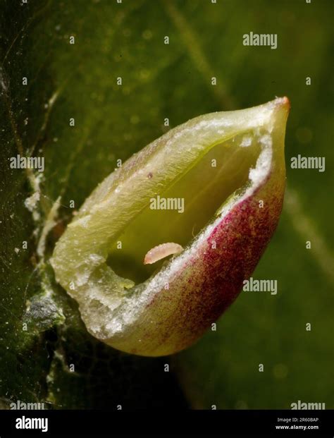 Mikiola Fagi Beech Midge Larva Inside A Cut Open Gall On Beech Stock