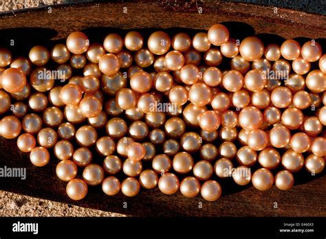 Pinctada maxima oyster hi-res stock photography and images - Alamy