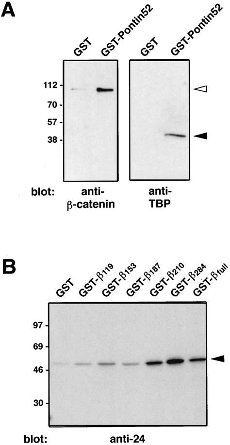 Pontin52 An Interaction Partner Of β Catenin Binds To The Tata Box