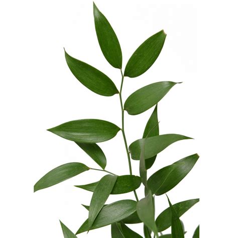 Ruscus Kocsis Flora Vir G Web Ruh Z