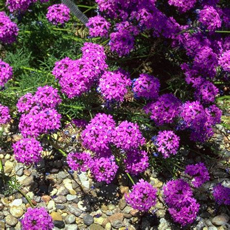 Moss Verbena (Verbena Tenuisecta) Purple - 300 seeds - Seeds & Bulbs