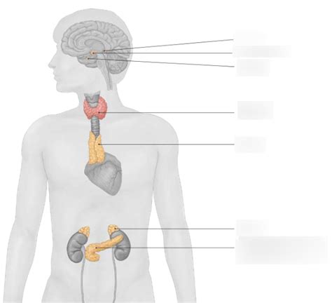 Brent 3 Biologie Thema 8 Endocriene Klieren Bij Mensen Diagram