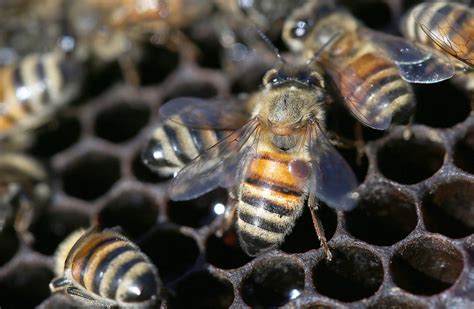 Another species of Varroa mite threatens European honeybees - Purdue ...