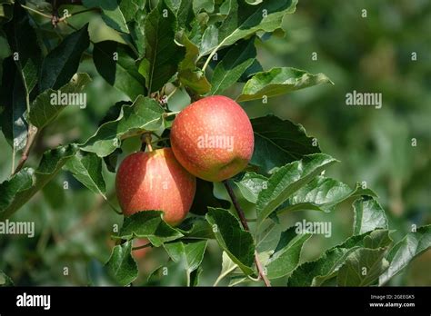 Las Manzanas Org Nicas Colgando De Una Rama De Un Rbol En Un Huerto De