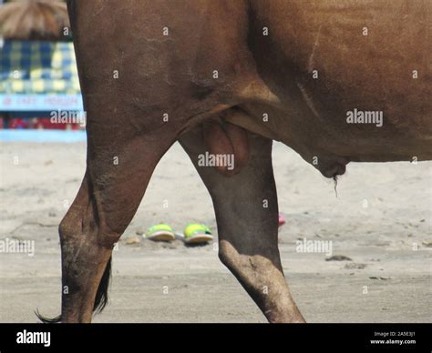 Testículos fotografías e imágenes de alta resolución Alamy