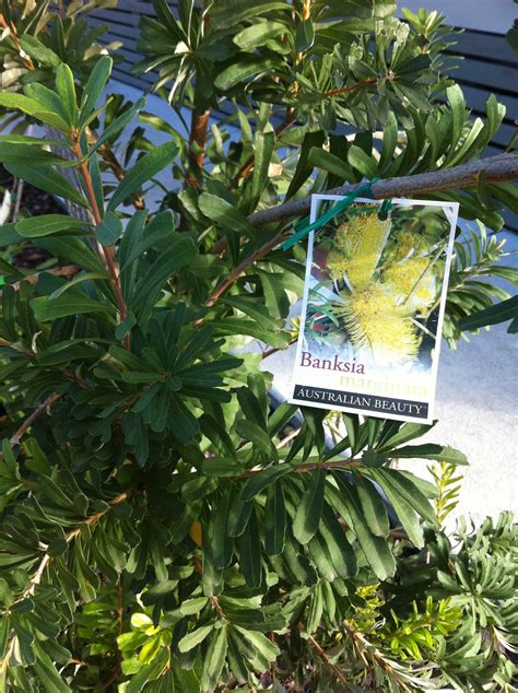 Banksia marginata - Oz Trees