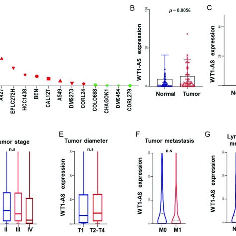 The Expression Levels Of Nampt In Different Lung Cancer Cell Lines Were