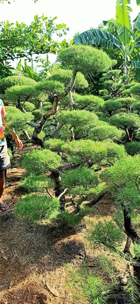 BONSAI CEMARA UDANG Jasa Pembuatan Taman