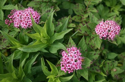 Spiraea Japonica Little Princess Riverside Garden Centre